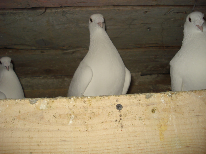 DSC03423 - 2 Voiajori albi de frumusete