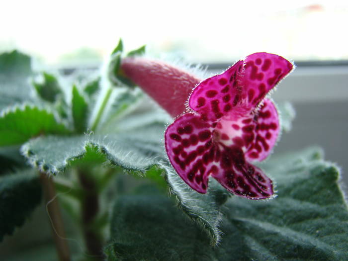 Kohleria Jester 19 - Kohleria Jester 2009