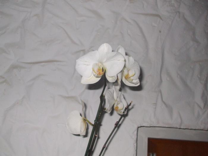 Picture 455; are si tija florala noua
