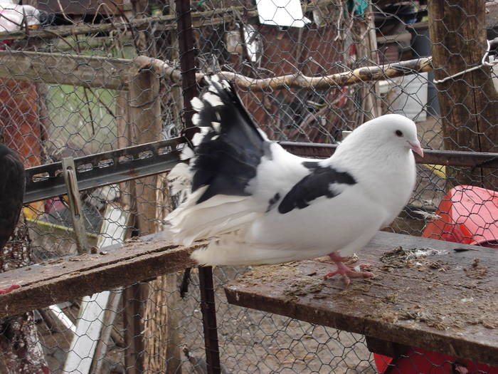 112 - D Porumbei Voltati Vechi