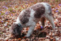 lagotto1_thumb - caini