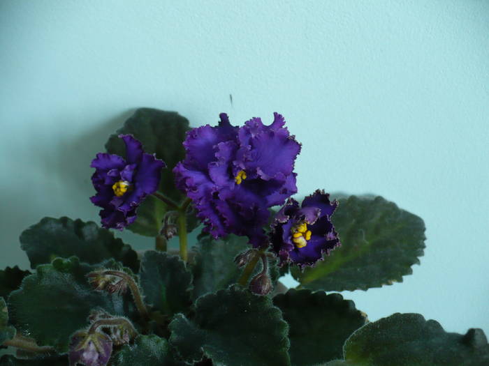 P1110033 - Saintpaulia - violete de camera