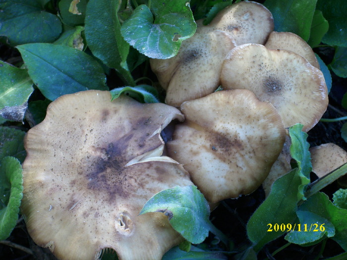 DSCI3057 - bureti si ciuperci