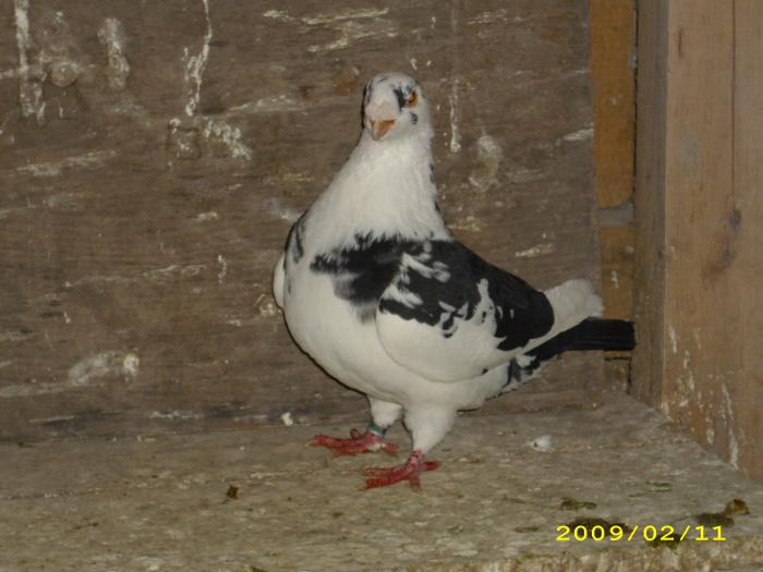 mascul 2006 - nastase