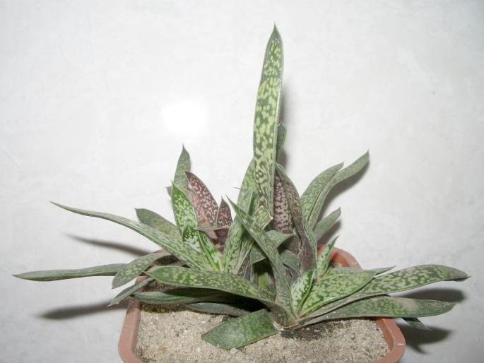 Gasteria bicolor - Suculente