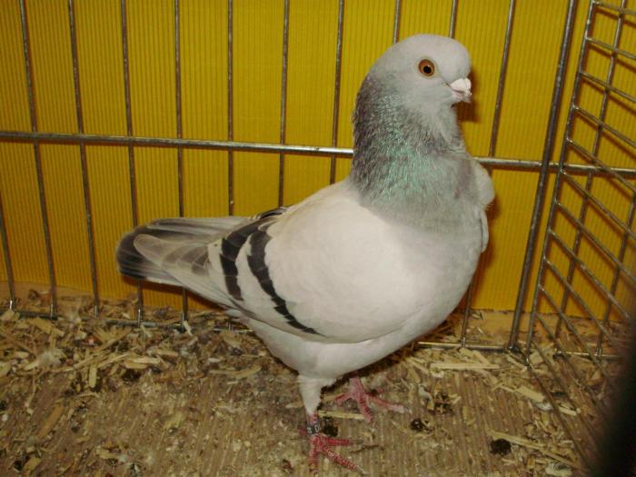 13569 itowl dil 1 - 1505 partea 6