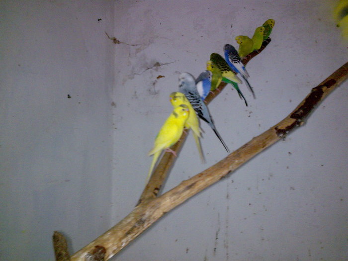 Imagine061 - PERUSI SI NIMFE DECEMBRIE 2009- 2