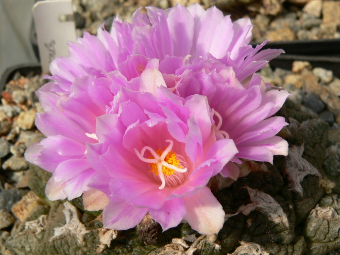 ariocarpus_fissuratus - genul Ariocarpus