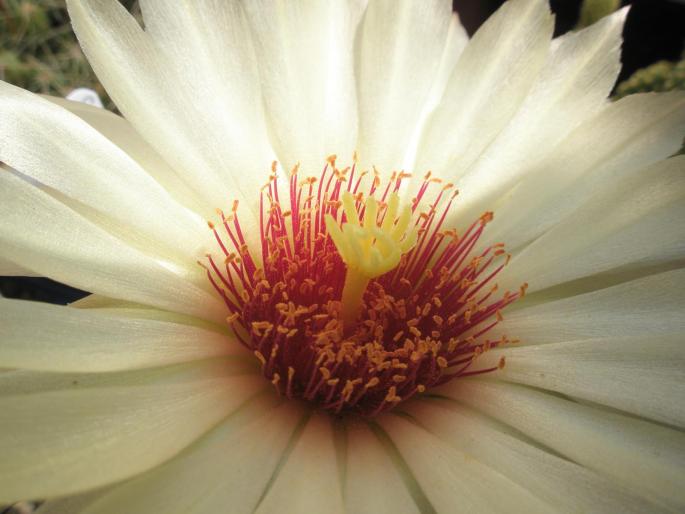 detaliu floare Coryphantha unicornis