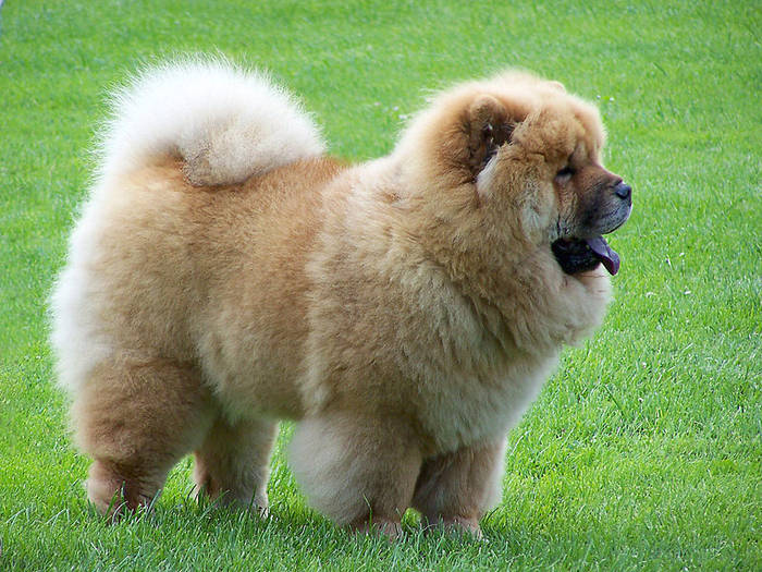 chow-chowBQ1 - Concurss 9 dog CHOW-CHOW PUDDY