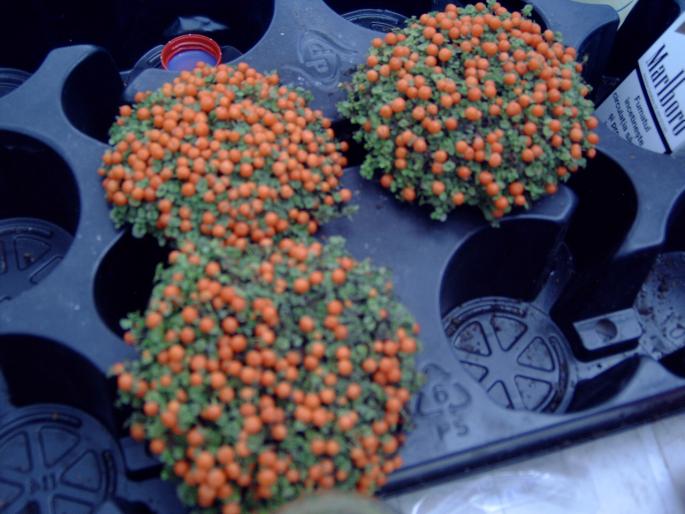 DSC00124 - Expozitie flori Timisoara  luna Mai 2008