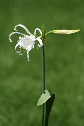Himenocalis - garden 2009