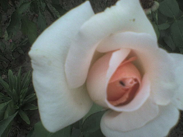 DSC01095 - trandafiri