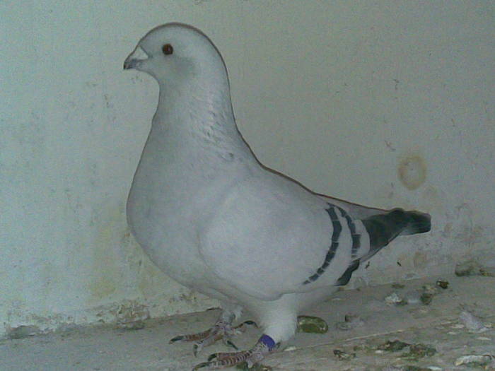 FRUMOASA 2008 - Porumbei voiajori standard