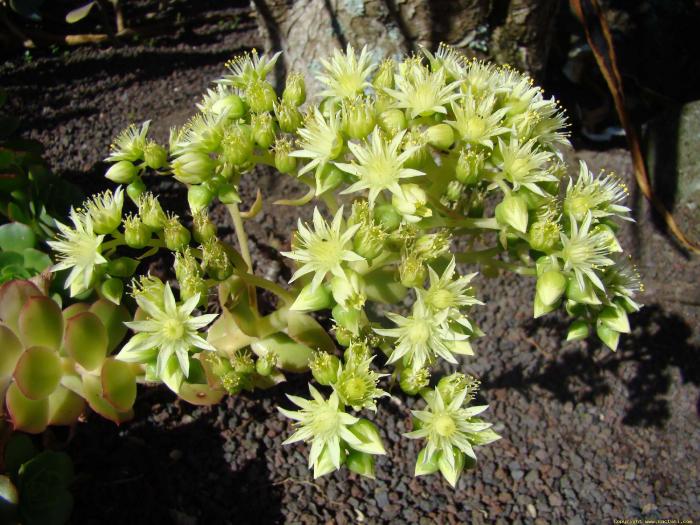 aeonium_spathulatum_4