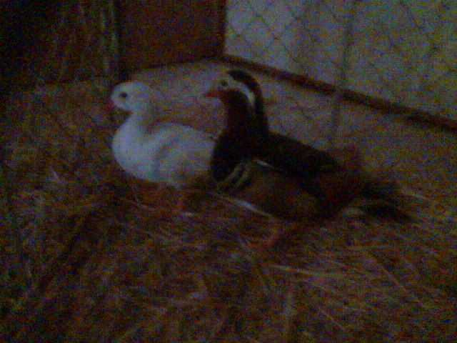 Imag079 - EXPO SATU MARE 2009