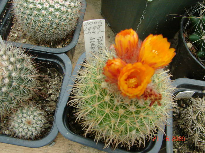DSC06220