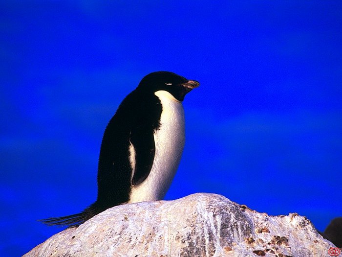 pinguin adelin - alaska and antarctica icebergs