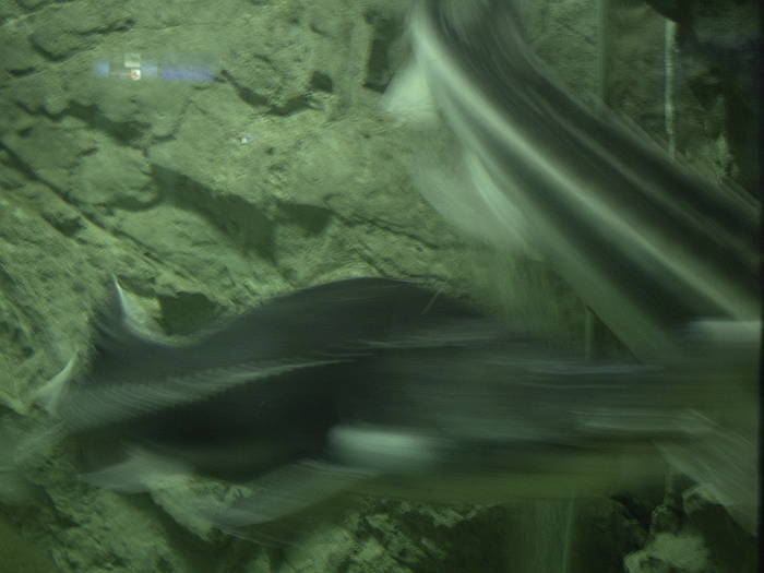 PICT0130 - EXCURSIE  in DELTA