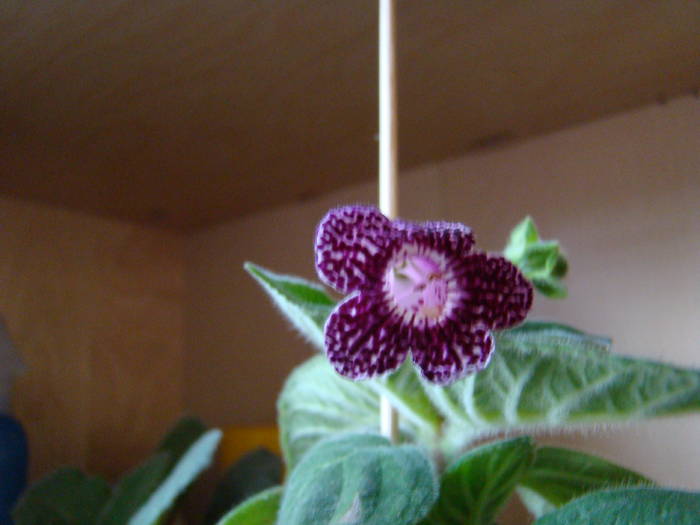 Kohleria Kapo 2