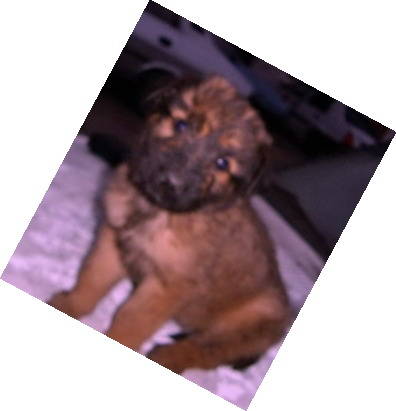 Briard - animalele familiei