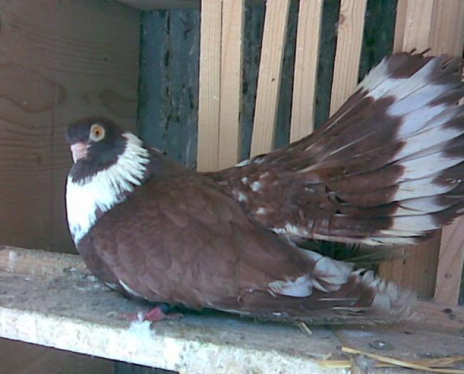 ribbontail effect(Castaniu de Craiova 3)