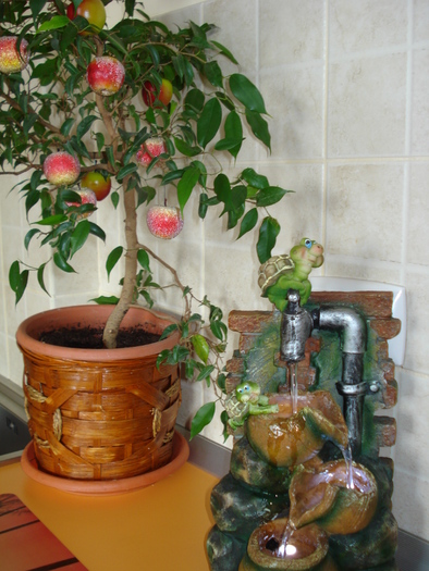FICUS BENJAMIN,MERE SI..BROASTE:))