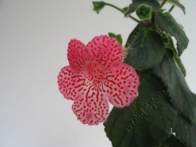 Kohleria Sunshaine 3 - KOHLERIA I