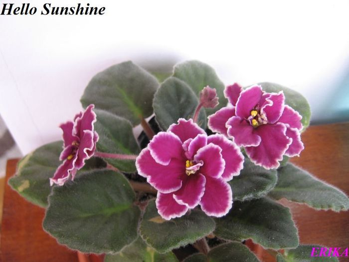 Hello Sunshine 2009 nov 19