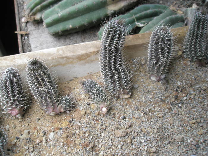 Tavaresia grandiflora - plantele lui George Nitu