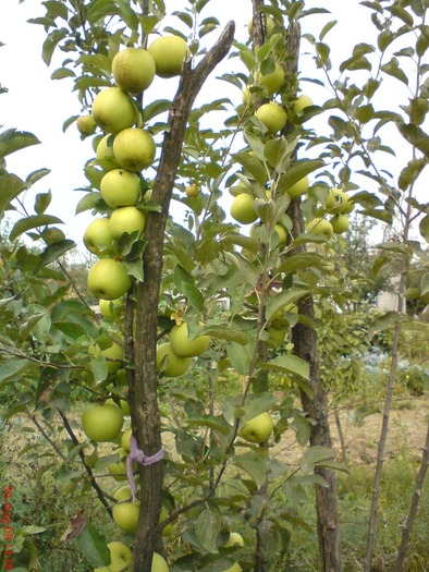 DSC00800 - Flori 2010