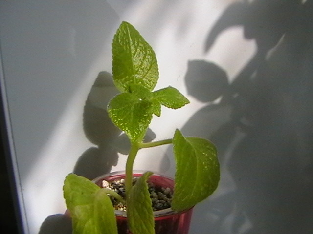 tropical topaz - episcia