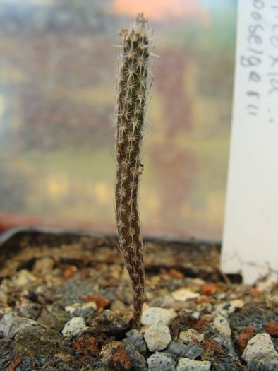 wilcoxia poselgeri - Echinocereus