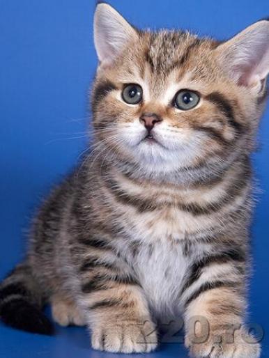 thumbuplfilesfrom220rokittens014574811