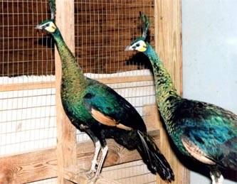 javagrf - 1-Rase de pauni