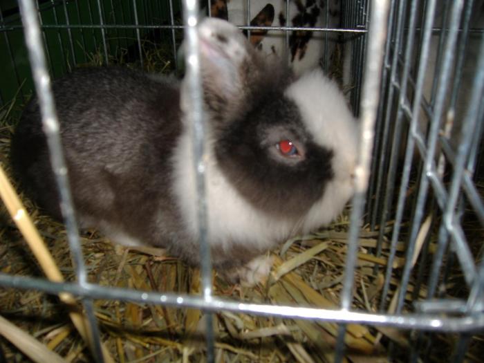 DISZNOVAGAS KEPEK 244