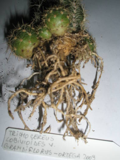 Trichocereus lobivioides v. grandiflorus - RADACINI de cactus