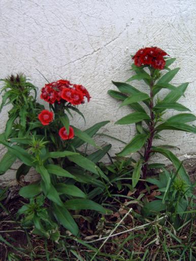 garofite - Plantele mele de terasa si exterior