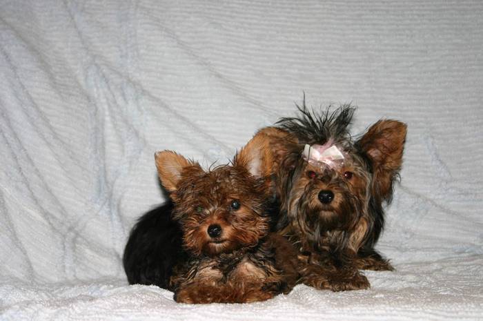 Yorky - Yorkshire terrier