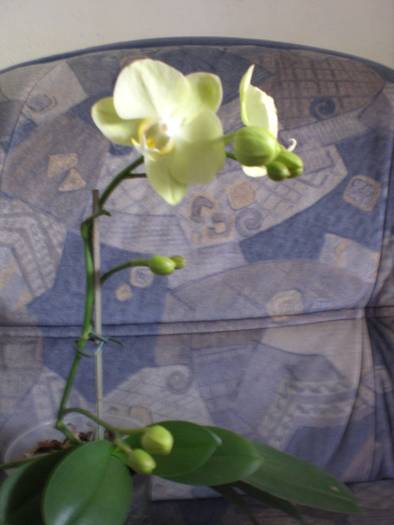 01 aug.2009 045 - orhidee