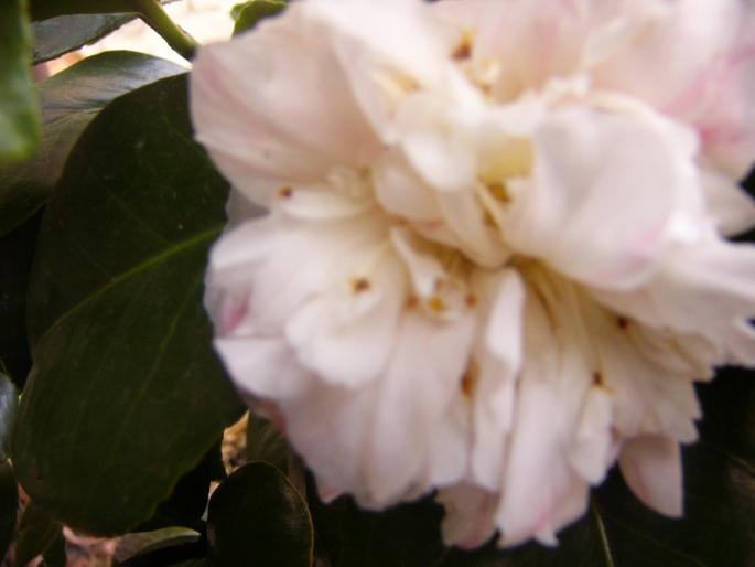 camelia japonica - Camelia japonica