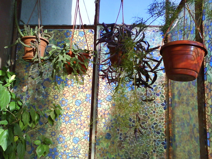 DSC00196 - Flori 2009