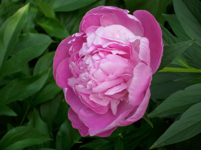 DSCI0698 - flori din gradina mea