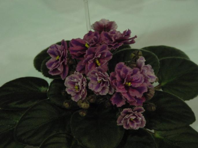 Queen_Sabrina_2005avsa_2 - violete de pe net 1