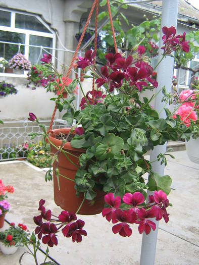 29mai 006 - muscate 2009