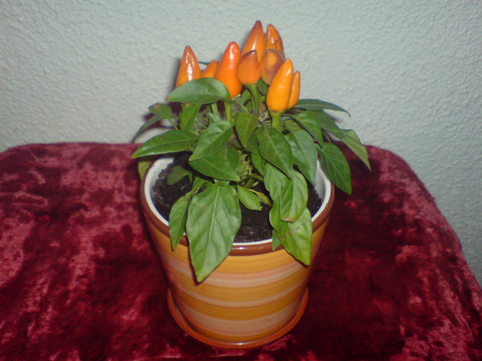 Capsicum - Plantele mele 2009-2010
