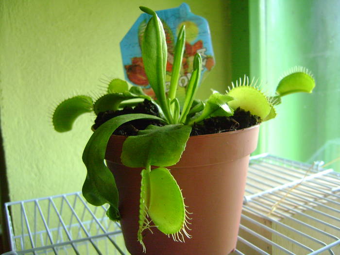 planta carnivora - diverse plante