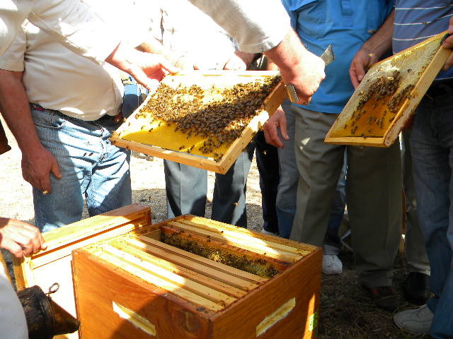DSCN1797 - apicultorul francez