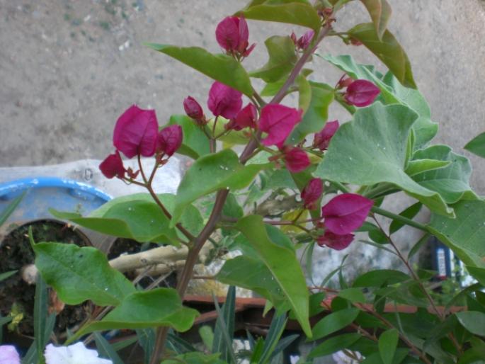 bouganvilleae