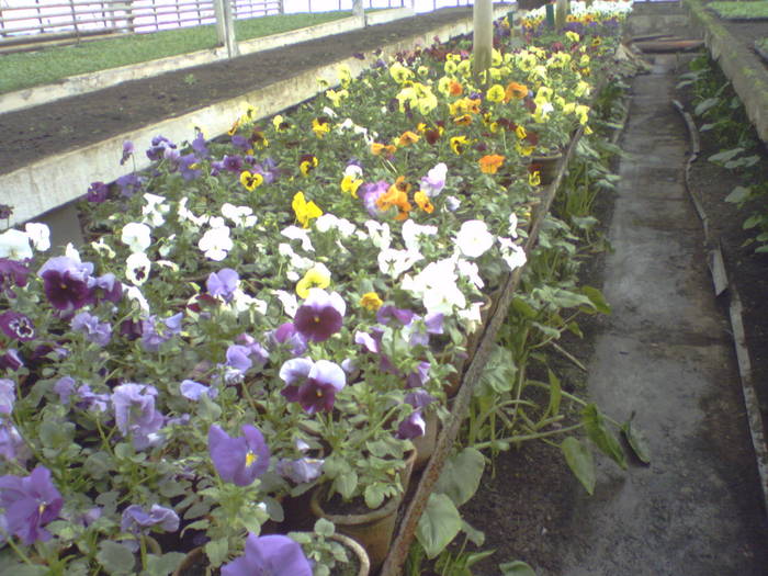 panselute, trei frati patati; Viola witrochiana
Infloreste de toamna pana in vara, iarna florile stau cu zapada pe petale si nu in
